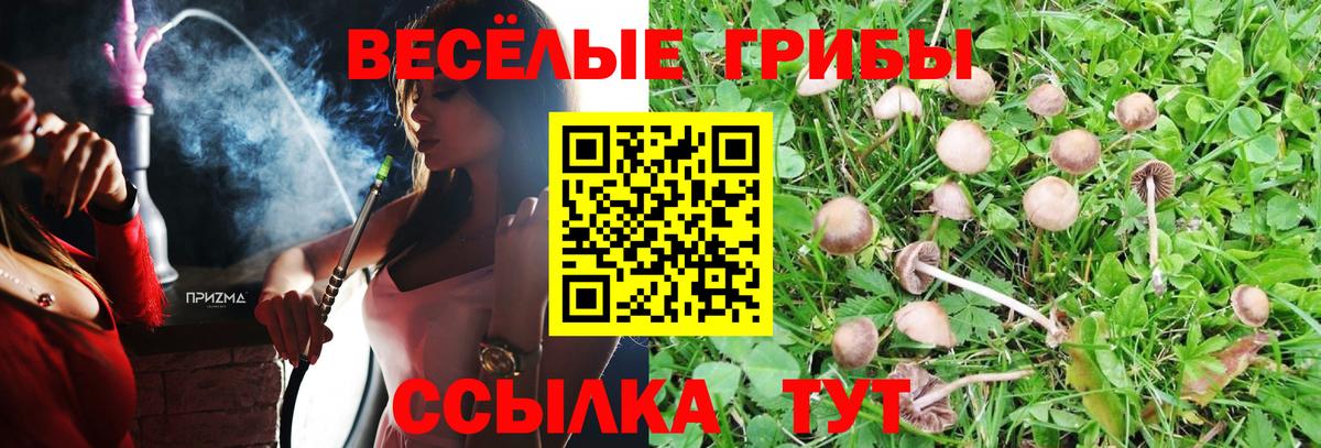 Галлюциногенные грибы Psilocybe  Вход с VPN  где купить наркотик  Дальнегорск 